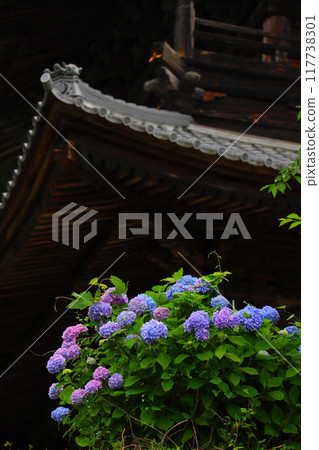 Fujikawa Town, Yamanashi Prefecture: Hydrangeas at Komuroyama Myohoji Temple Fujikawa Town, Yamanashi Prefecture: Hydrangeas at Komuroyama Myohoji Temple 117738301