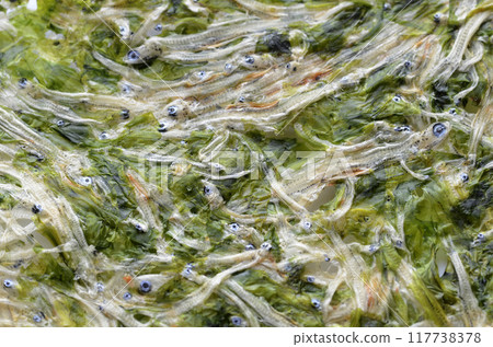 Tatami Watashi Tatami Watashi 117738378