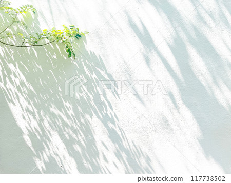 植物影光陽光 植物影光陽光 117738502