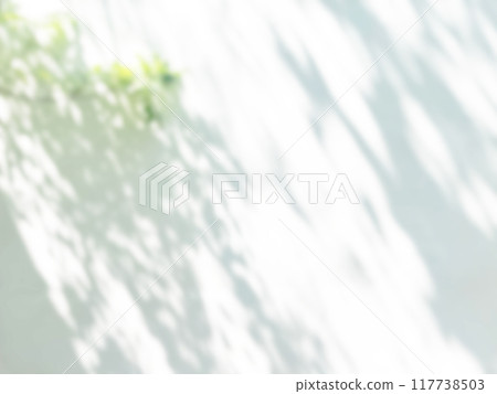 Plant shadow light sunshine 117738503