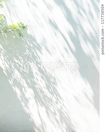 Plant shadow light sunshine Plant shadow light sunshine 117738504