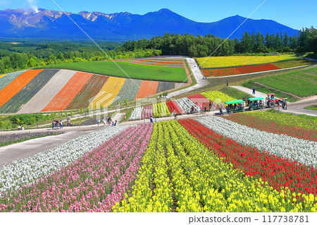 [Hokkaido] Biei's flower fields on a clear day (Shikisai-no-Oka) 117738781