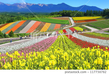 [北海道] 陽光明媚的美瑛花園（四季彩之丘） 117738782