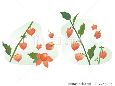 Chinese lantern, Chinese lantern, illustration 117738987