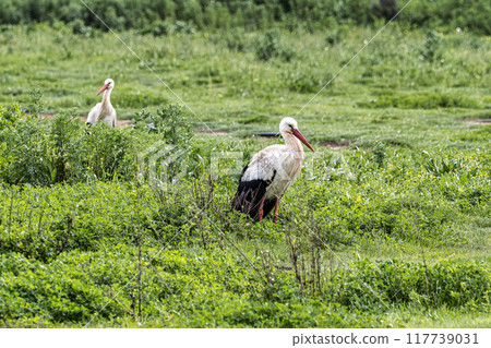 White Storks, Ciconia ciconia at Odiaxere in the Algarve region, District Faro, Portugal. White Storks, Ciconia ciconia at Odiaxere in the Algarve region, District Faro, Portugal. 117739031