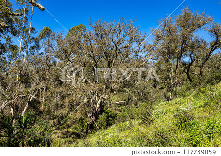 Walking from Troviscais to the River Mira, Vicentine Coast Natural Park Portugal, Rota Vicentina Coast. 117739059