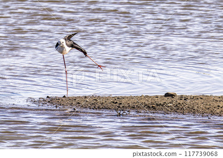 Black-winged stilt, Himantopus himantopus in Ria Formosa Natural Reserve, Algarve Portugal. 117739068