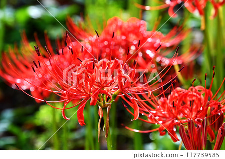 靈覺寺的紅蜘蛛百合，感受秋天的氣息 117739585