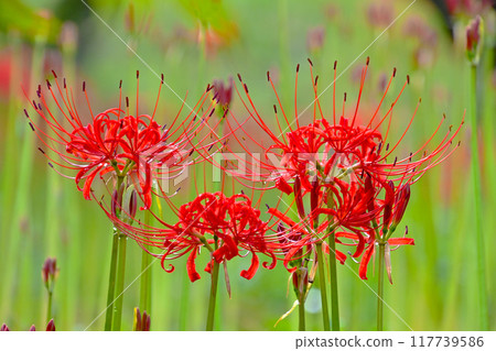 Experience the atmosphere of autumn with the red spider lilies at Reigakuji Temple Experience the atmosphere of autumn with the red spider lilies at Reigakuji Temple 117739586
