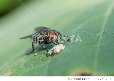 A flesh fly eating food A flesh fly eating food 117739707