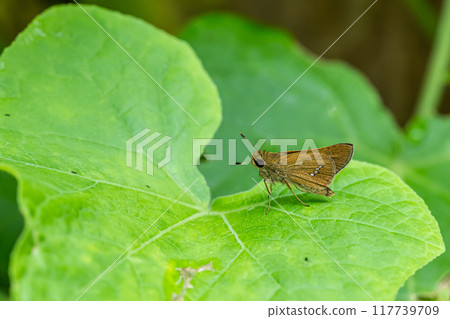 Ichimon dieselis 117739709