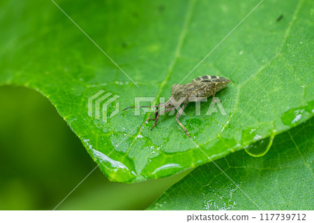 Hojoki bug 117739712