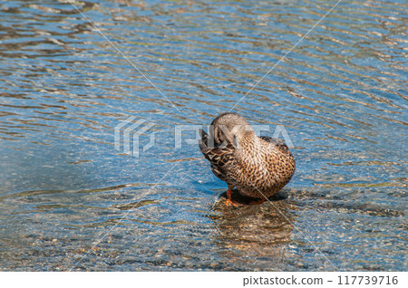 鴨川綠頭鴨 雌 117739716