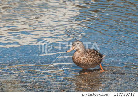 Mallard duck female on Kamo River Mallard duck female on Kamo River 117739718