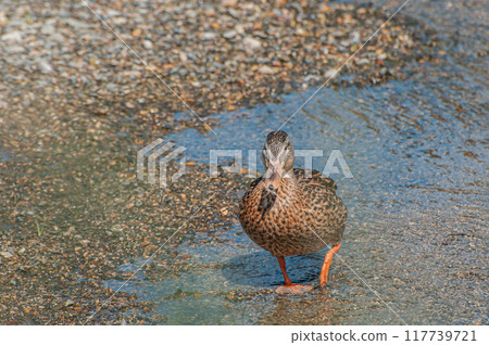 Mallard duck female on Kamo River 117739721