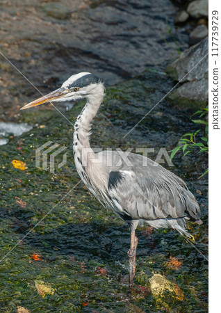 京都市灰鷺鴨川 京都市灰鷺鴨川 117739729