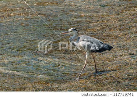 京都市灰鷺鴨川 117739741