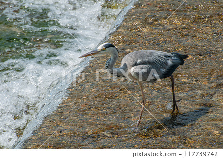 京都市灰鷺鴨川 117739742