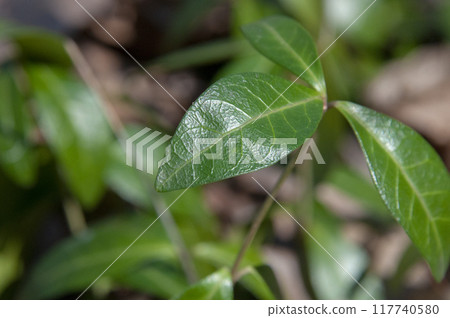 Green leaves in forest ground Green leaves in forest ground 117740580