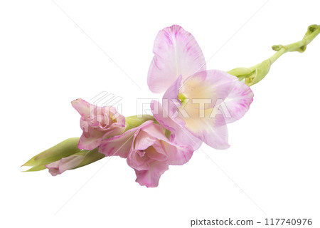 beautiful bright gladiolus flower isolated on the white 117740976