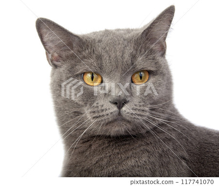 Pretty fluffy blue gray british cat isolated on the white Pretty fluffy blue gray british cat isolated on the white 117741070