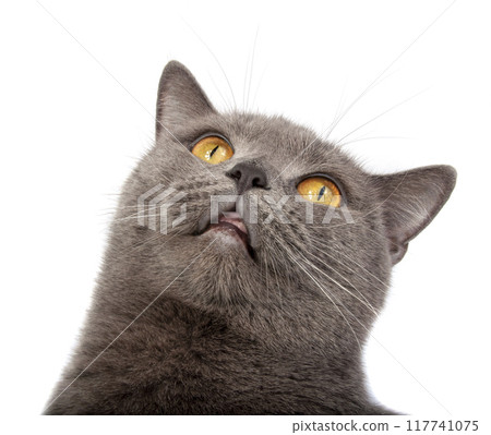 Pretty fluffy blue gray british cat isolated on the white Pretty fluffy blue gray british cat isolated on the white 117741075