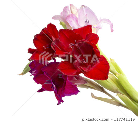 beautiful bright gladiolus flower spring bouquet isolated on the white 117741119