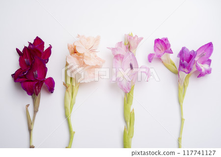beautiful bright gladiolus flower spring bouquet on the white 117741127