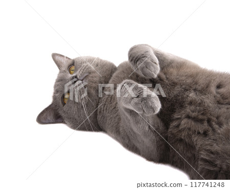 Pretty fluffy blue gray british cat isolated on the white Pretty fluffy blue gray british cat isolated on the white 117741248