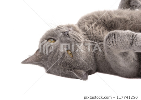 Pretty fluffy blue gray british cat isolated on the white Pretty fluffy blue gray british cat isolated on the white 117741250