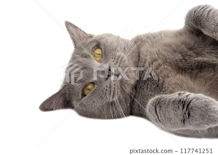Pretty fluffy blue gray british cat isolated on the white Pretty fluffy blue gray british cat isolated on the white 117741251