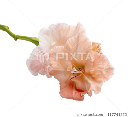 beautiful bright gladiolus flower isolated on the white beautiful bright gladiolus flower isolated on the white 117741253