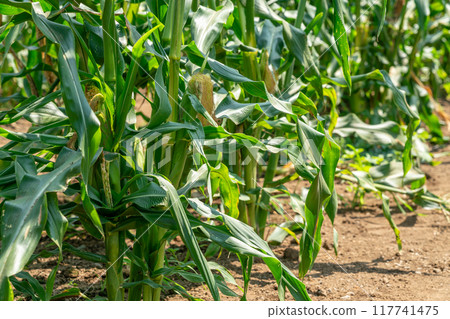 Corn field 117741475