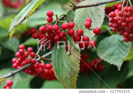 Viburnum with lots of red berries Viburnum with lots of red berries 117741553