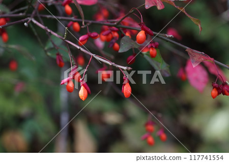 Orange-red euonymus berries Orange-red euonymus berries 117741554