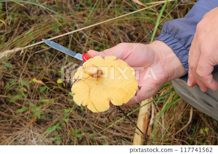 Forest mushrooms with a brown cap in the hand. Picking mushrooms in the autumn forest. Autumn vacation in nature. 117741562