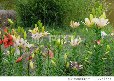 Lilies is blooming. Landscape plant. Nature floral background. Cottage garden. 117741563