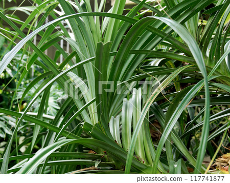 Red fruits of evergreen perennial herbaceous plant of the family Crambordiaceae 117741877