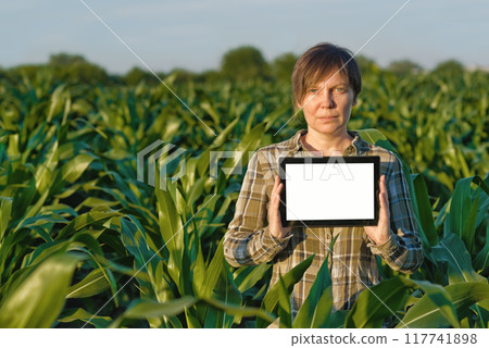 Agronomist with tablet computer in corn field Agronomist with tablet computer in corn field 117741898