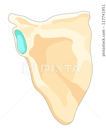 Bones type skeleton. Educational anatomical diagram element. Bone example. Educational medical vector illustration 117741951