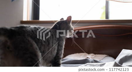 Cat on the bed, brown tabby cat 117742123
