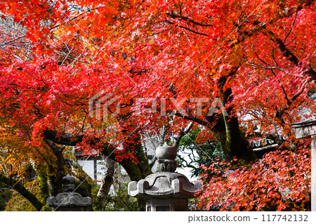 秋葉在日本 117742132