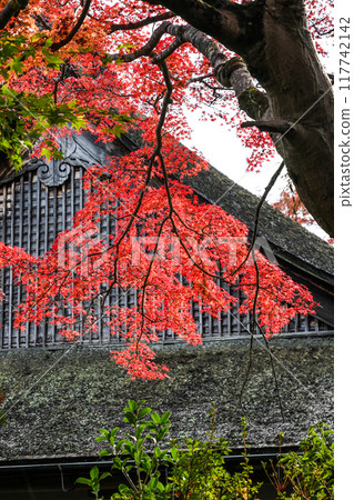 Autumn leaves in Japan 117742142