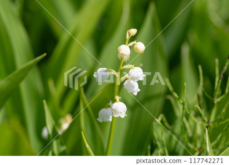 Lily of the valley blooms Lily of the valley blooms 117742271