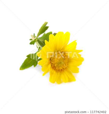 Yellow Chrysanthemum flowers isolated on white background 117742402