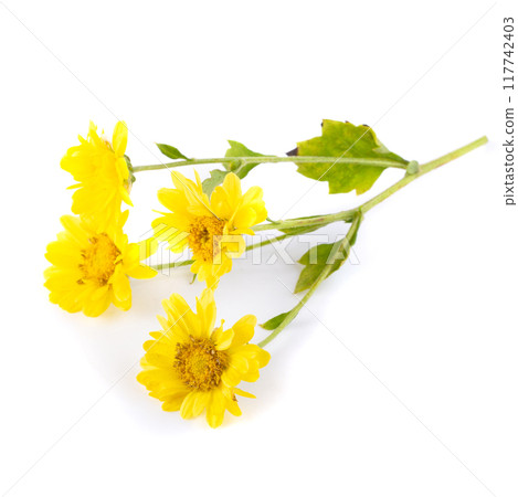Yellow Chrysanthemum flowers isolated on white background 117742403