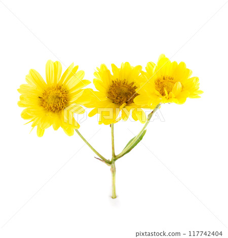 Yellow Chrysanthemum flowers isolated on white background 117742404