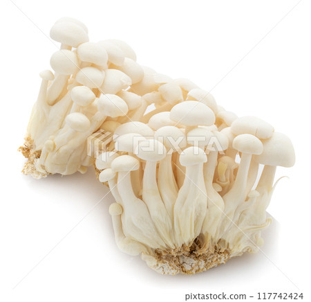 Bunapi mushroom, White beech mushrooms, Shimeji mushroom, Edible mushroom isolated on white background Bunapi mushroom, White beech mushrooms, Shimeji mushroom, Edible mushroom isolated on white background 117742424