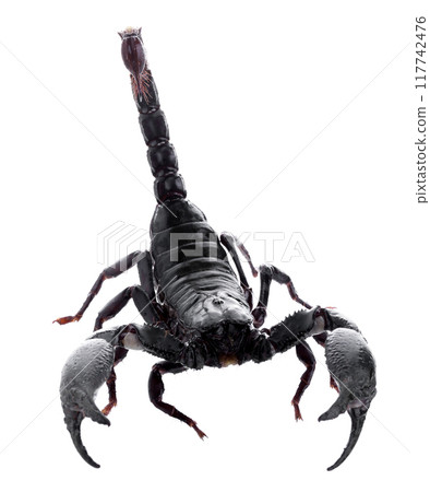 Black scorpions isolated on a white background 117742476
