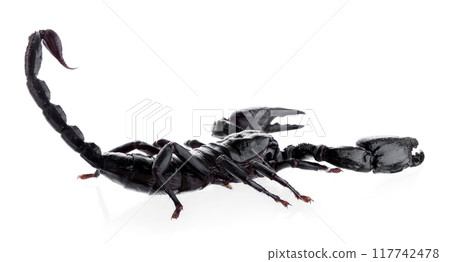 Black scorpions isolated on a white background Black scorpions isolated on a white background 117742478